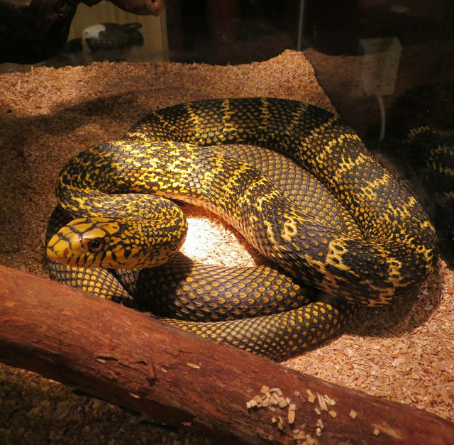 King Rat Snake dans Reptiles et amphibiens à adopter  à Hamilton