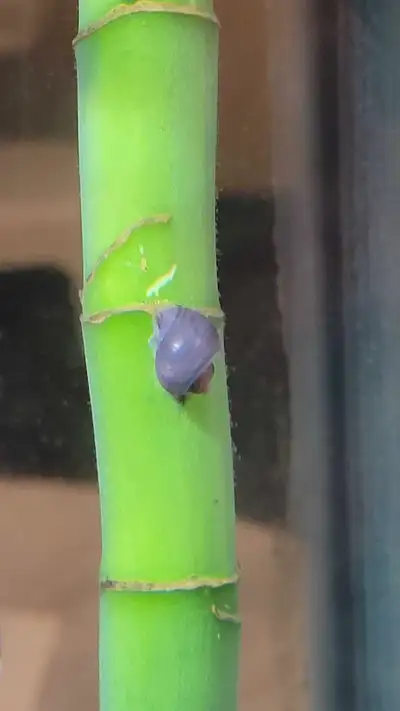Local crossbreed mix of white/blue/purple&pink mystery snails.