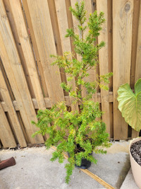 Yew evergreen bush potted