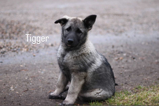 *1 male left*  Norwegian Elkhound puppy in Dogs & Puppies for Rehoming in Portage la Prairie