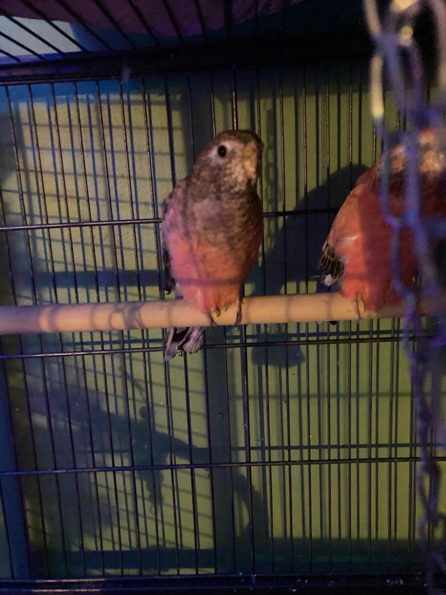Rosey Bourkes  in Birds for Rehoming in Edmonton