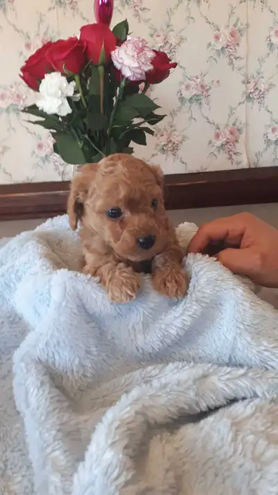 bichon frise poodle puppies, View more