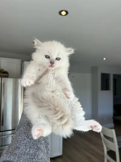 TICA registered ragdoll kitten, View more