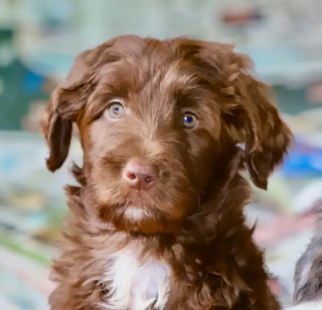 6  RARES DOODLES, BORDOODLES,  BORDOODLES   CHIOTS - PUPPIES in Dogs & Puppies for Rehoming in Laurentides - Image 2