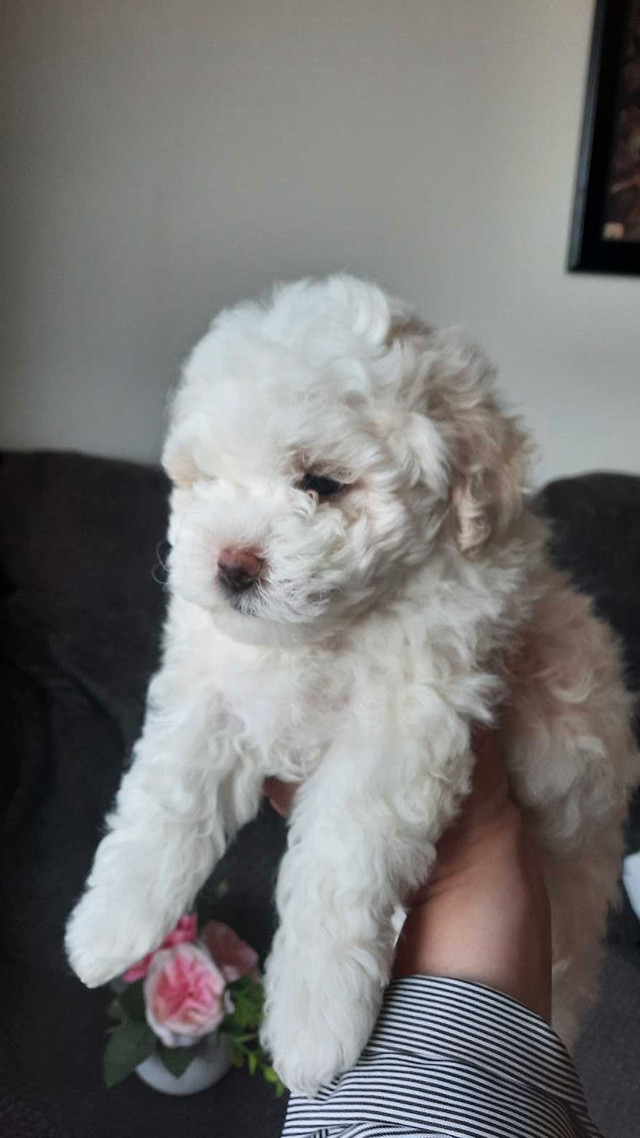 ❤️❤️Teddy bear Toy multipoo❤️❤️ in Dogs & Puppies for Rehoming in Edmonton - Image 4