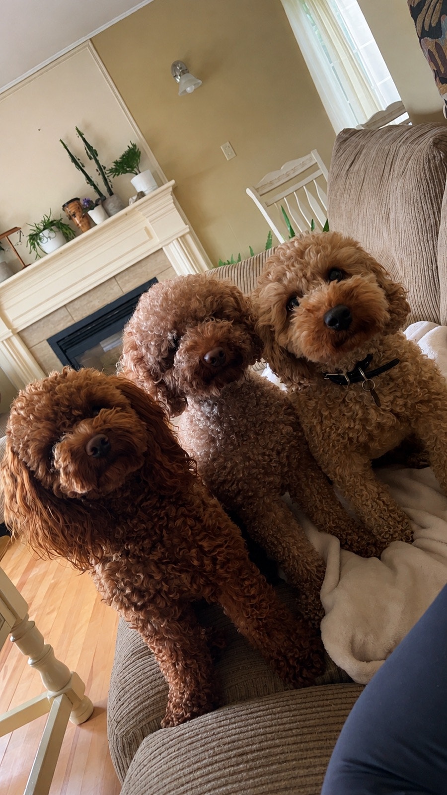 Poodle miniature caniche | Dogs & Puppies for Rehoming | Moncton | Free ...