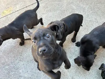 Weimaraner Mastiff Puppies take home today :), View more