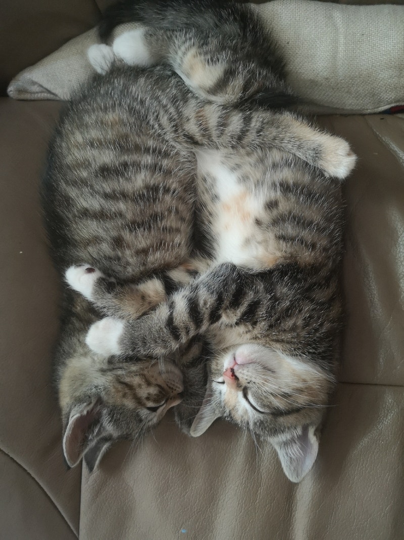 Free Adorable Kittens | Cats & Kittens for Rehoming | Summerside | Kijiji