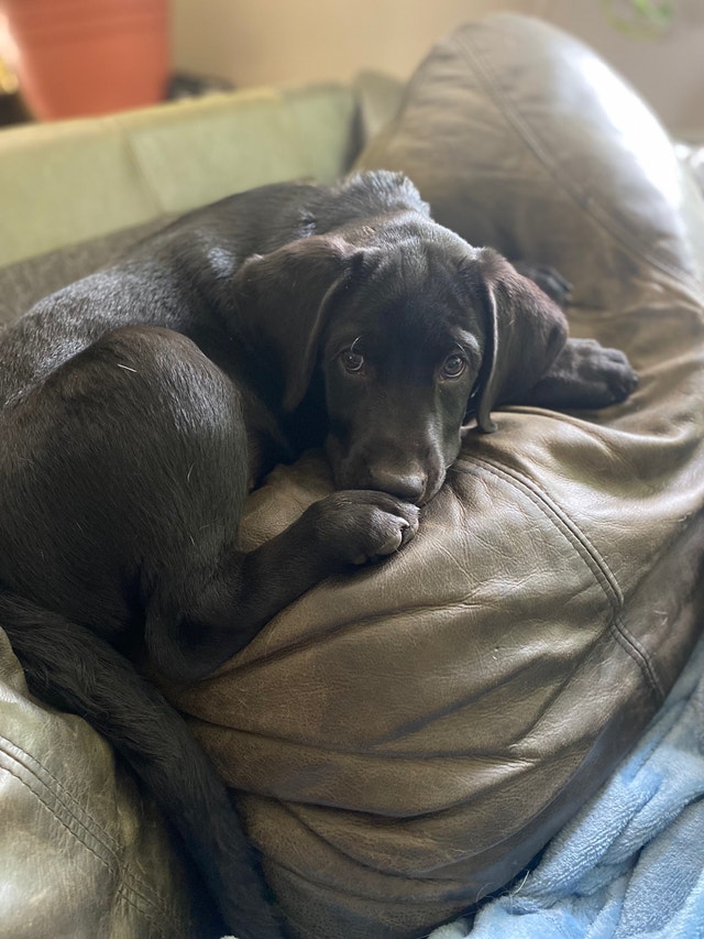 12 Week Old Black Labrador Puppy Dogs & Puppies for Rehoming