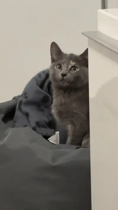 chaton à vendre , kitten for sale, View more