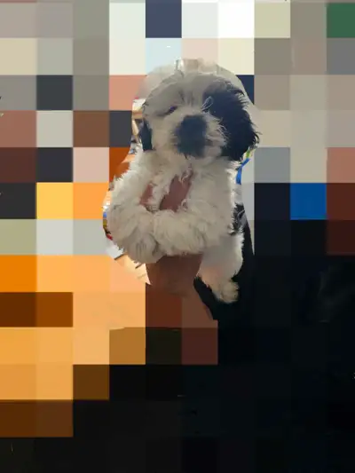 SHIH TZU , View more
