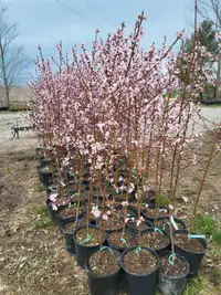 Nectarine Trees  - Grow Anywhere!