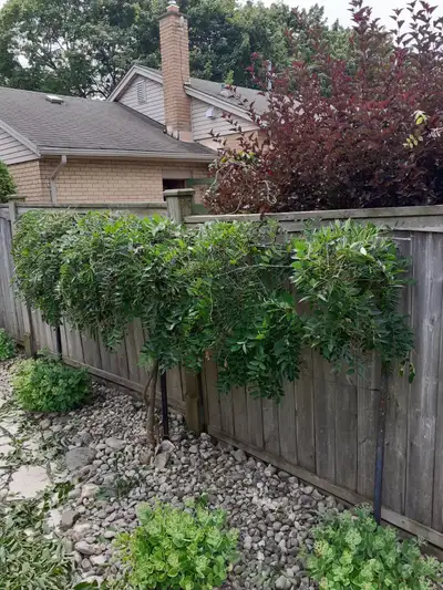 Professional gardening renovations and tree/shrub mainteniance, View more