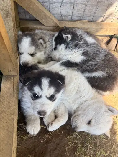 Husky Puppies for Rehoming, View more