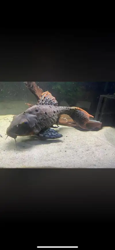 Orange Cheek Pinecone Pleco 12"-14", View more