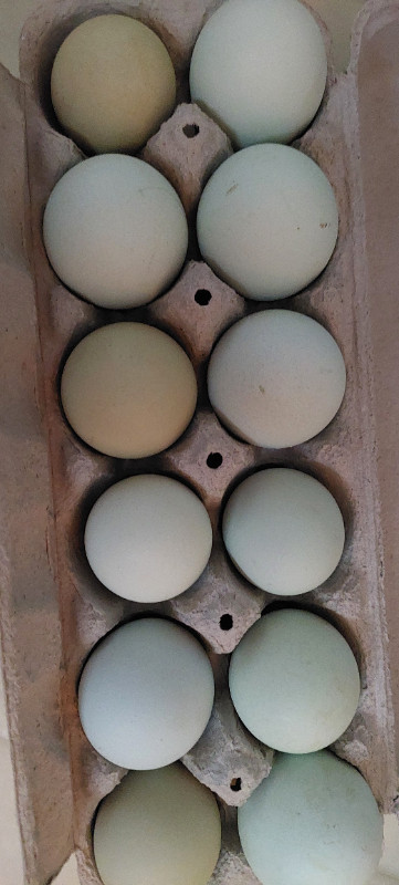 Chickens eggs fertilized. in Livestock in Stratford - Image 4