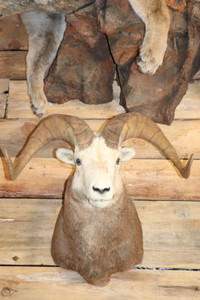 Various taxidermy mounts