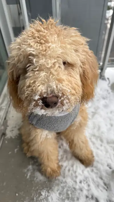 I'm looking to rehome my lovely 11-month-old goldendoodle, as seen in the photos. This playful and a...