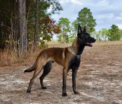 Registered Belgian Malinois Puppies Due November 2026 - Waitlist, View more