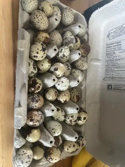 Coturnix Quail hatching eggs, View more