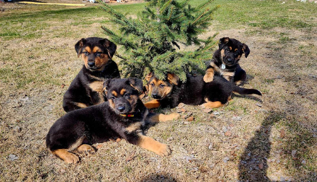 German Shepherd puppies  in Dogs & Puppies for Rehoming in Winnipeg - Image 2