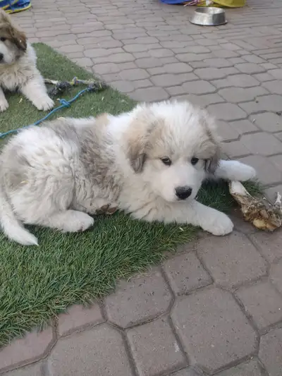 Livestock Guardian puppies, View more