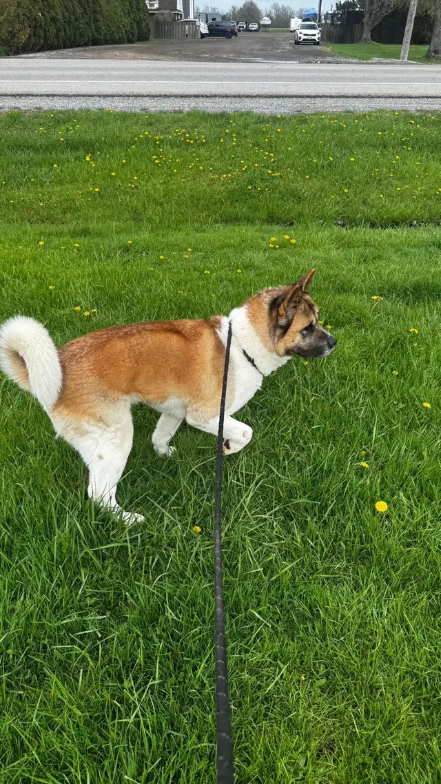 Bruno & Brownie in Dogs & Puppies for Rehoming in St. Catharines - Image 2
