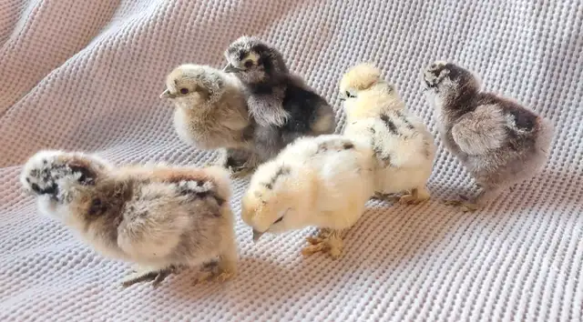Purebred Silkie chicks in Livestock in Cranbrook - Image 3