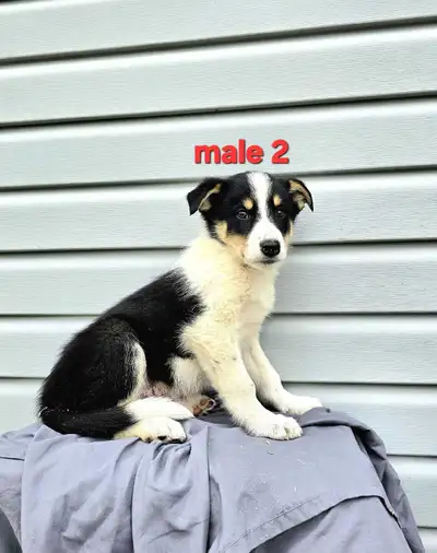 Border Collie / Australian Shepherd puppies, View more