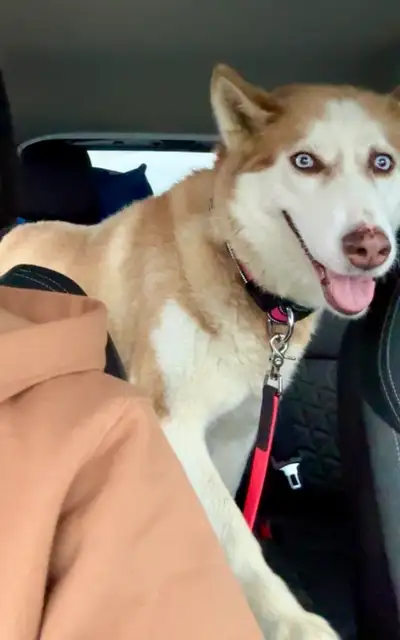 6 yr old Female Siberian Husky free to go home, View more