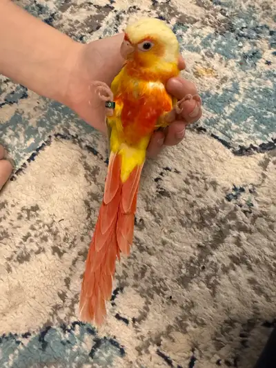 High Red Suncheek Conure Baby with DNA certificate, View more