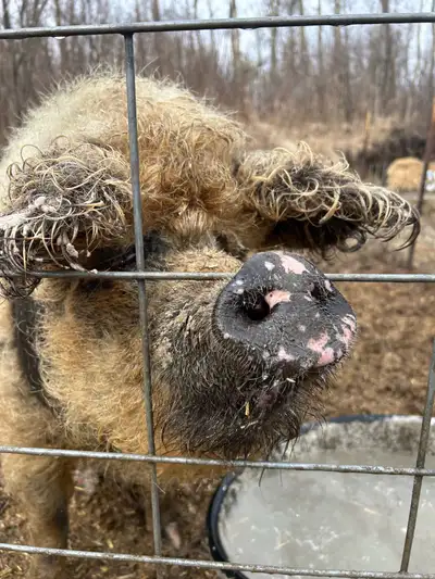 Purebred Mangalitsa Female Born Oct 2023 2.5 years old Her name is Sue and she’s the best. She loves...