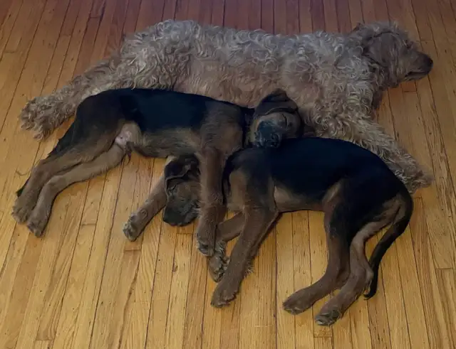 Low shedding Shepadoodle puppies! in Dogs & Puppies for Rehoming in Kingston - Image 3