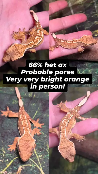 Trades accepted!! Crested geckos HET AX, CAPPS AND FRAPPS, View more