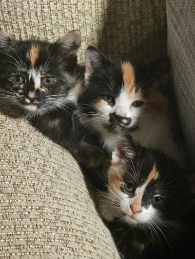 I have three beautiful calico kittens ready for rehoming!, View more