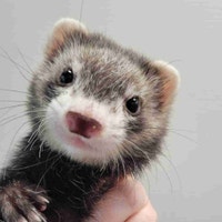 baby ferrets Kawartha Lakes Peterborough Area Preview