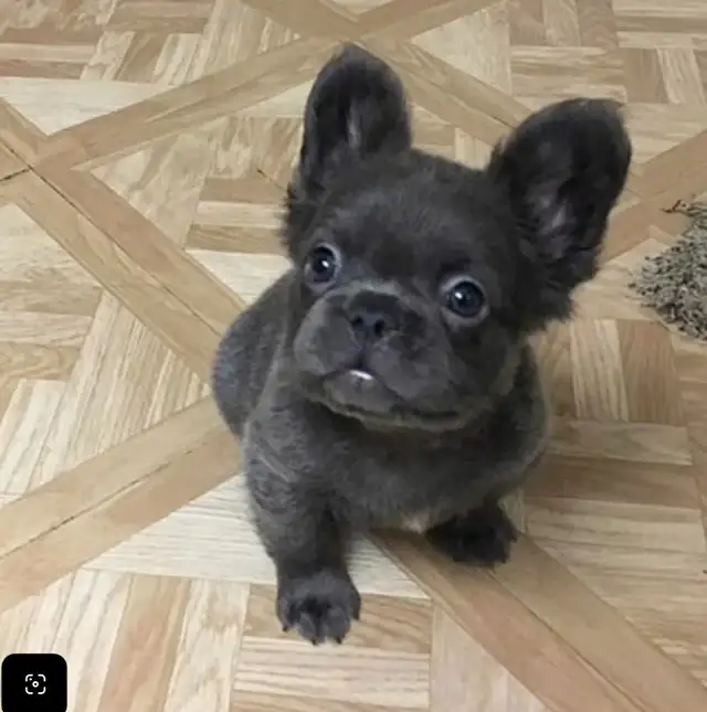 Looking for a puppy/young dog under $500