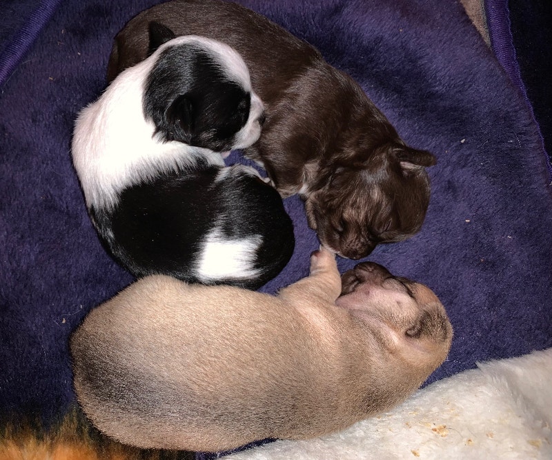 CHIHUAHUA PUPPIES! Dogs & Puppies for Rehoming Hamilton Kijiji