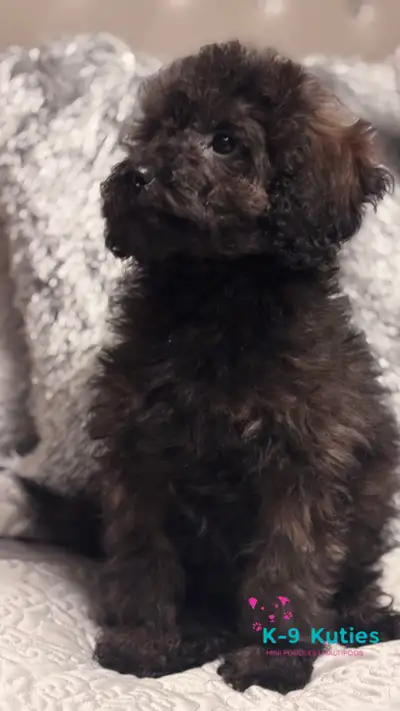 ♥️Valentines Day Special!♥️ Mini Poodle Puppies Ready Now!, View more