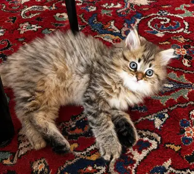 ✨LAST AVALIABLE - British Longhair x Siberian Male kitten✨, View more