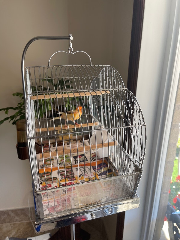 Canaris et cage à oiseaux, avec support, c'est un canaris belge