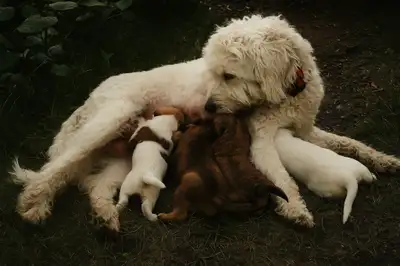 Poodle + Great Pyrenees + German Shepherd Puppies, View more