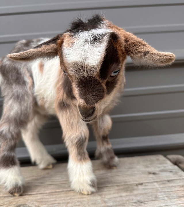 Purebred Fainting Myotonic Goats  in Livestock in Regina