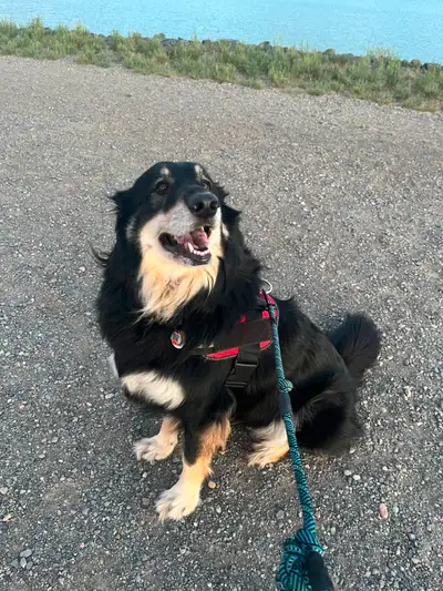 Morning/Evening Dog Walking and Drop-in Visits are Available in Kelowna! Available to book by contac...