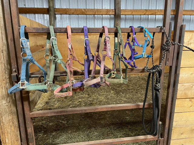 Various Halters - nylon and rope in Equestrian & Livestock Accessories in Saskatoon