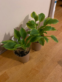 New - 2 live healthy green hosta plants and flowers home garden 