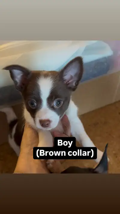 ♥️Ready to have your heart filled with love? ❤️ My fur babies had another litter. Mom and dad are bo...