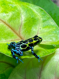 Ranitomeya Variabilis Southern dart frogs