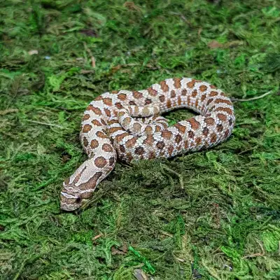 Wild Type TH Albino Frosted Hognose, View more