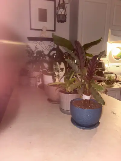 ISO plant pots , View more